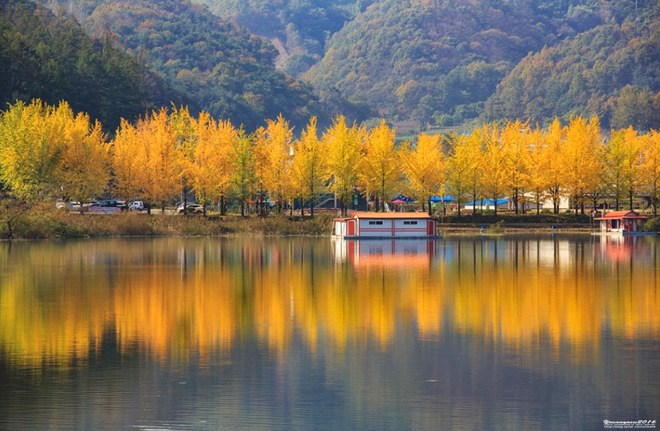 Du lịch Hàn Quốc ngắm sắc vàng cây Ngân Hạnh