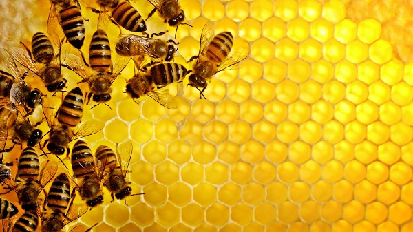 Giải độc gan cho nam giới bằng mật ong