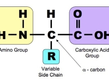 Acid amin và cơ bắp có mối liên hệ như thế nào?