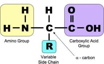 Acid amin và cơ bắp có mối liên hệ như thế nào?