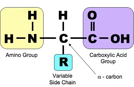 Acid amin và cơ bắp có mối liên hệ như thế nào?