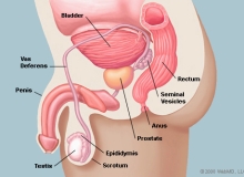 Ung thư tuyến tiền liệt