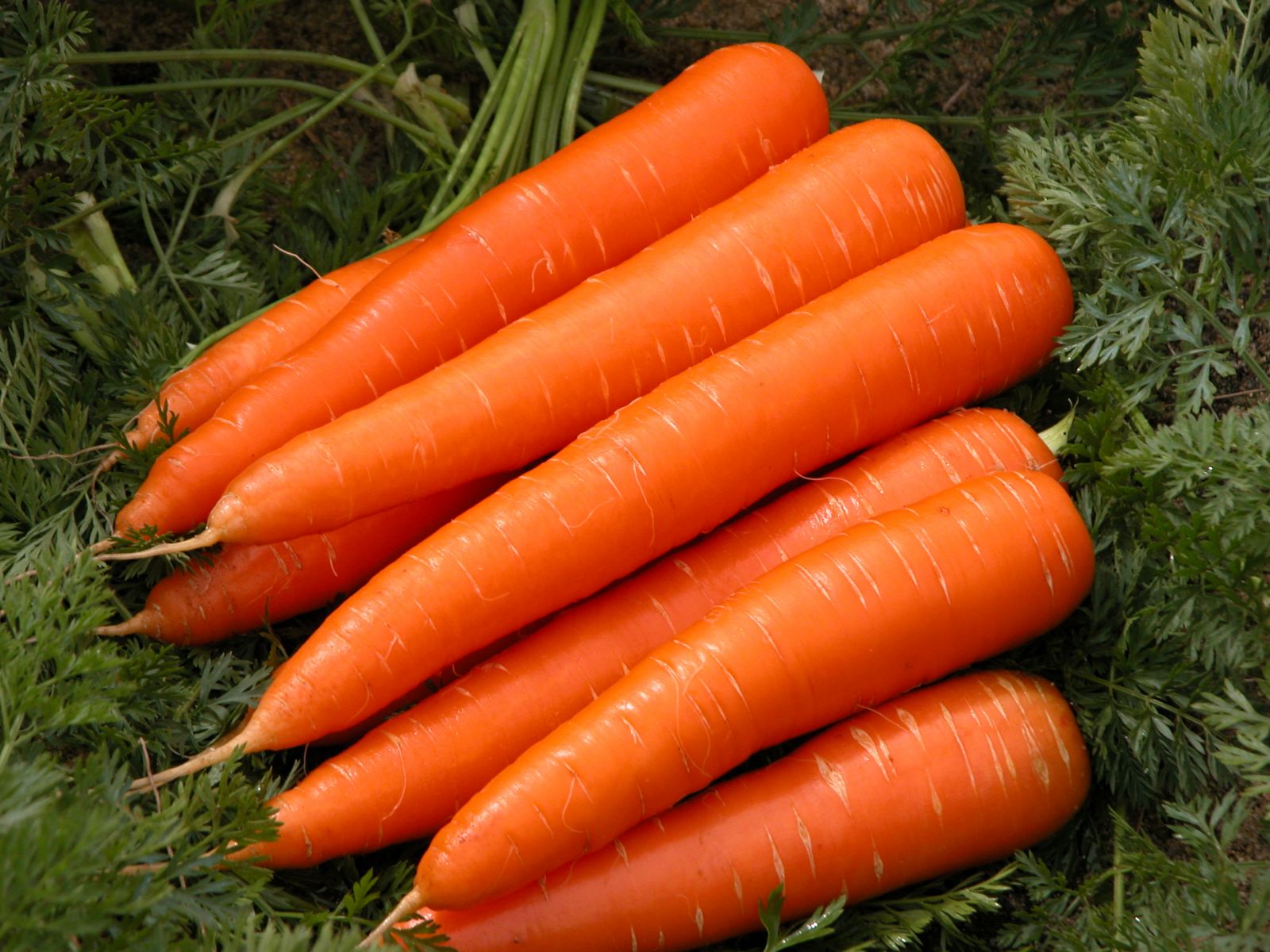 Cà rốt giúp giảm nguy cơ ung thư tuyến tiền liệt