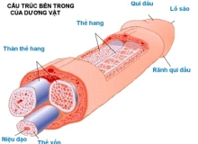 Những dị tật bộ phận sinh dục ở nam giới